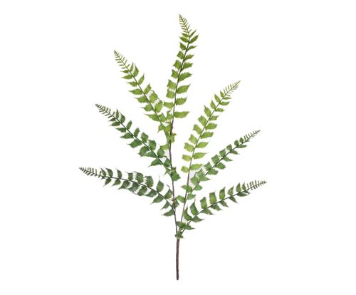 Planta Permanente Folha Samambaia Do Campo Real Toque Verde 80x15cm Westwing Com Br